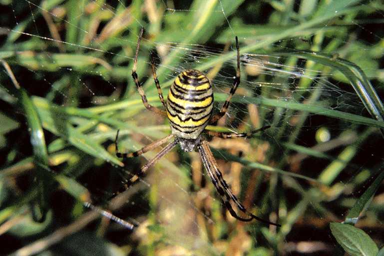 Argiope_bruennichi_P1104_Z_88_Les Gris_Frankrijk.jpg